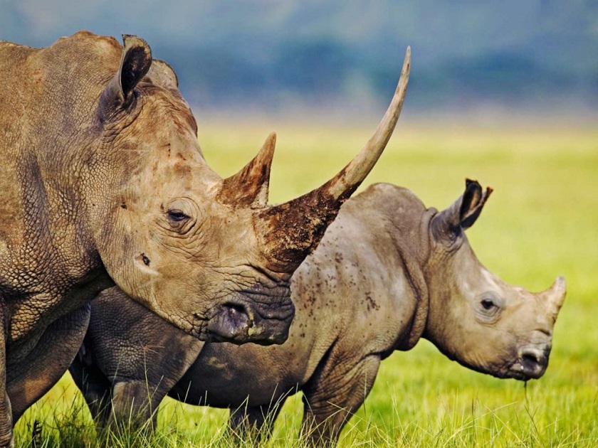 носорог фотография